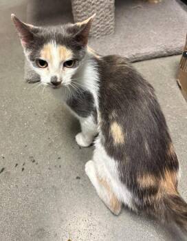 Penelope -  Dilute Calico Cat for Adoption in Hazlet, New Jersey - Penelope | PetCurious