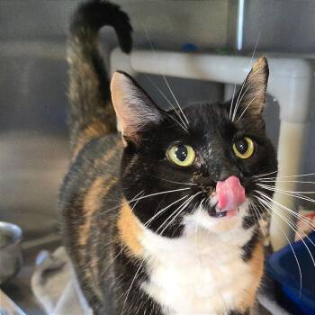 Freya -  Domestic Short Hair Cat for Adoption in Milan, Illinois - Freya | PetCurious