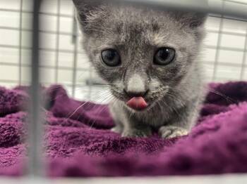 LUNA -  Domestic Short Hair Cat for Adoption in Ocala, Florida - LUNA | PetCurious