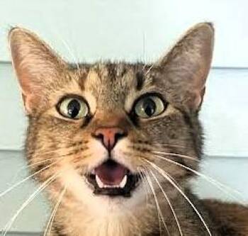 Rescue Domestic Short Hair Cats for Adoption in Paris, Kentucky - Buttercup & Billy (BONDED) | PetCurious