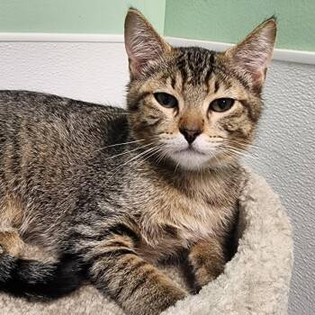 Niko -  Domestic Short Hair Cat Available for Adoption in Shinnston, West Virginia - Niko | PetCurious