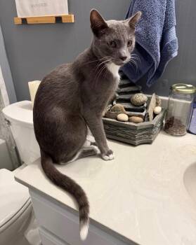 Alphonso -  Domestic Short Hair Cat for Adoption in Indianapolis, Indiana - Alphonso | PetCurious