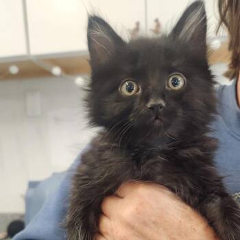 Kangaroo -  Domestic Long Hair Cat for Adoption in Pullman, Washington - Kangaroo | PetCurious