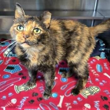 Marceline -  Domestic Short Hair Cat for Adoption in Watertown, Wisconsin - Marceline | PetCurious