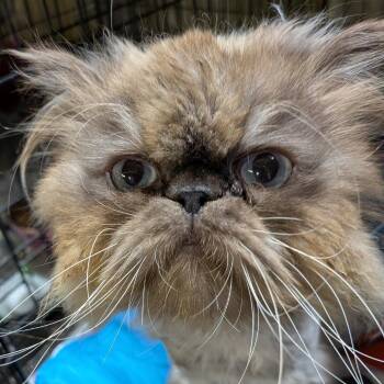 Persian Cats Available for Adoption in Philadelphia, Pennsylvania - Collin | PetCurious