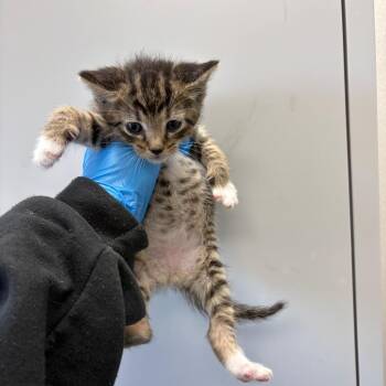 Godzilla -  Domestic Short Hair Cat for Adoption in Columbiana, Alabama - Godzilla | PetCurious
