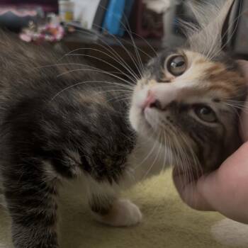 Kimchi -  Domestic Short Hair Cat for Adoption in Tempe, Arizona - Kimchi | PetCurious