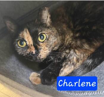 Charlene & Addy-BONDED PAIR -  Tortoiseshell and Calico Cat for Adoption - Charlene & Addy-BONDED PAIR | PetCurious