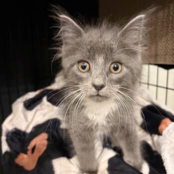 Riddles -  Domestic Medium Hair Cat Available for Adoption in Cleveland, Ohio - Riddles | PetCurious