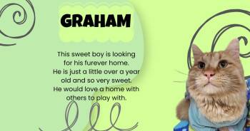 Graham -  Domestic Long Hair Cat for Adoption in Tama, Iowa - Graham | PetCurious