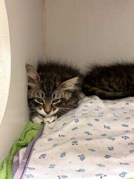 Bucky (Milligan Ave) -  Domestic Long Hair Cat for Adoption in Johnson City, Tennessee - Bucky (Milligan Ave) | PetCurious