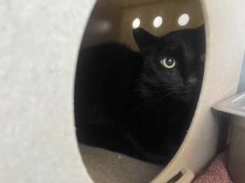 Vide -  Domestic Short Hair Cat for Adoption in Roseville, California - Vide | PetCurious