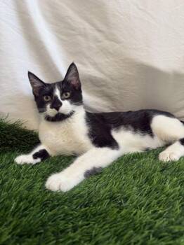Inkling -  Domestic Short Hair Cat for Adoption in Covington, Louisiana - Inkling | PetCurious