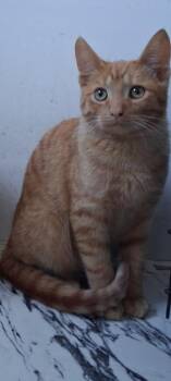 Kade -  Domestic Short Hair Cat for Adoption in Arthur, Ontario - Kade | PetCurious