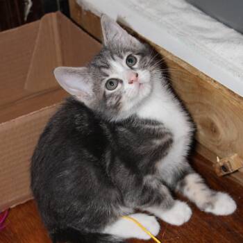 Rescue Domestic Short Hair Cats for Adoption in Springfield, Missouri - Full Throttle | PetCurious