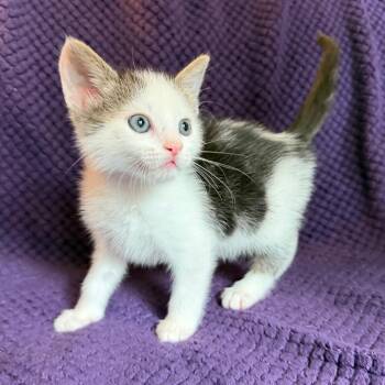 Rayne -  Domestic Medium Hair Cat for Adoption in Lewisville, Texas - Rayne | PetCurious