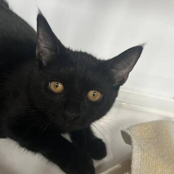 Anora -  Domestic Short Hair Cat for Adoption in Sarasota, Florida - Anora | PetCurious