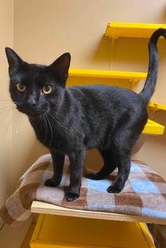 Panther -  Domestic Short Hair Cat for Adoption in Maryville, Missouri - Panther | PetCurious