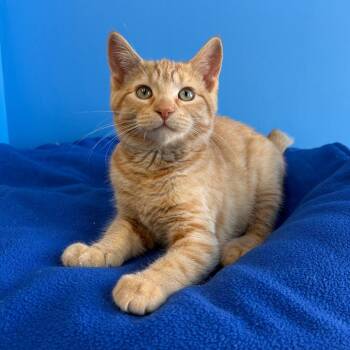 Sunny -  Domestic Short Hair Cat for Adoption in Mankato, Minnesota - Sunny | PetCurious