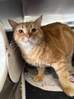Tiger * Bonded To Lucfier -  Domestic Short Hair Cat Available for Adoption in Manitowoc, Wisconsin - Tiger * Bonded To Lucfier | PetCurious