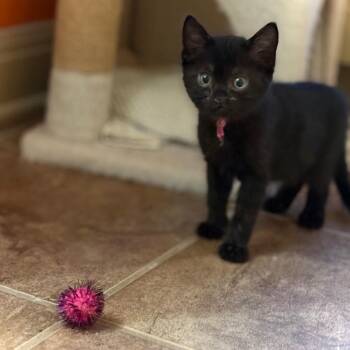Shanks 13 -  Domestic Short Hair Cat for Adoption in Austin, Texas - Shanks 13 | PetCurious