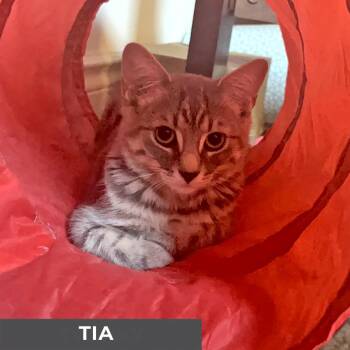 Rescue Domestic Short Hair Cats for Adoption in Toronto, Ontario - Tia | PetCurious