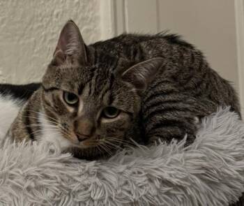 Domestic Short Hair Cats Available for Adoption - Xena | PetCurious
