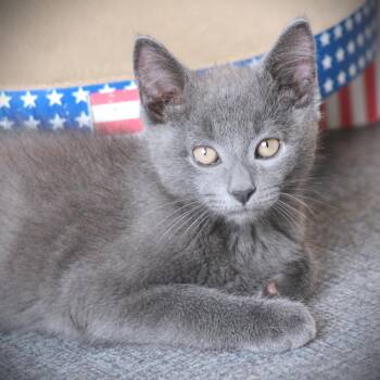Eeyore -  Domestic Short Hair Cat for Adoption in Amsterdam, New York - Eeyore | PetCurious