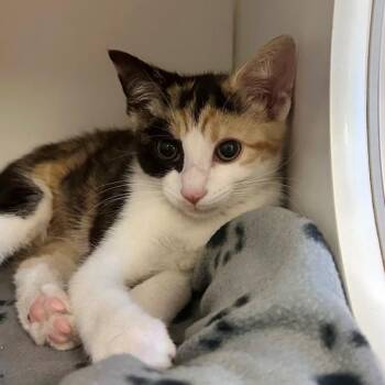 Julie -  Domestic Short Hair Cat for Adoption in Walnut Creek, California - Julie | PetCurious