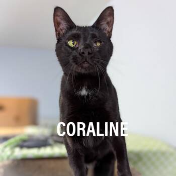 Domestic Short Hair and American Shorthair Cats Available for Adoption in Griffith, Indiana - CORALINE  | PetCurious