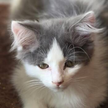 Rescue Domestic Medium Hair Cats for Adoption in Santa Rosa, California - Gracie | PetCurious