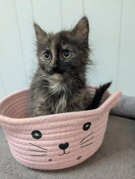 Nori -  Domestic Long Hair Cat for Adoption - Nori | PetCurious