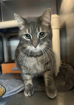 Rescue Domestic Short Hair Cats for Adoption in Fallston, Maryland - Hammer Head 2 | PetCurious