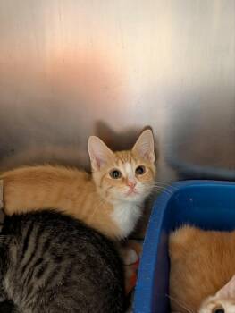 Jane -  Domestic Short Hair Cat for Adoption in Chambersburg, Pennsylvania - Jane | PetCurious