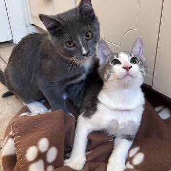 Pepper -  Domestic Short Hair Cat for Adoption in Fort Worth, Texas - Pepper | PetCurious