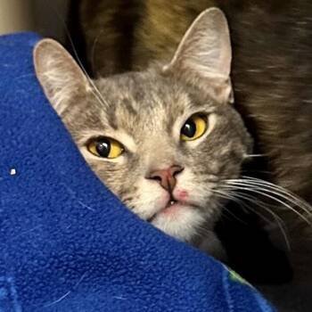 Domestic Short Hair Cats Available for Adoption in Walnut Creek, California - Glam Slam | PetCurious