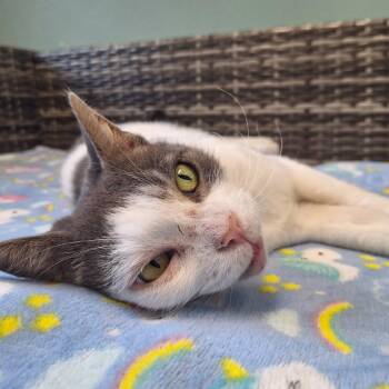 Agatha -  Domestic Short Hair Cat for Adoption in Attica, New York - Agatha | PetCurious