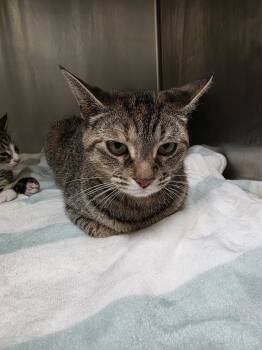 Jyles -  Domestic Short Hair Cat for Adoption in Meriden, Connecticut - Jyles | PetCurious