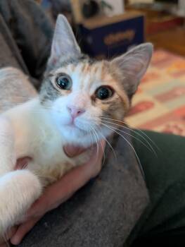 Pancake -  Domestic Short Hair Cat for Adoption in Cleburne, Texas - Pancake | PetCurious