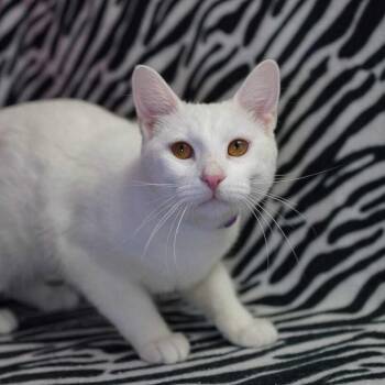Breadstick -  Domestic Short Hair Cat for Adoption in Wheaton, Illinois - Breadstick | PetCurious