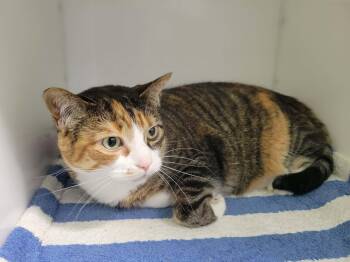 Ti-fille -  Domestic Short Hair Cat for Adoption in Delson, Quebec - Ti-fille | PetCurious