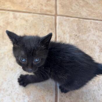 BF - Capri -  Domestic Short Hair Cat Available for Adoption in Arizona City, Arizona - BF - Capri | PetCurious