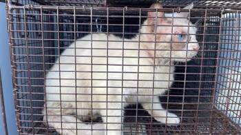 BELLE -  Domestic Short Hair Cat for Adoption in Houston, Texas - BELLE | PetCurious