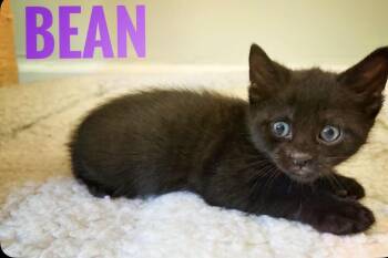 American Shorthair Cats Available for Adoption - Bean Reilly | PetCurious