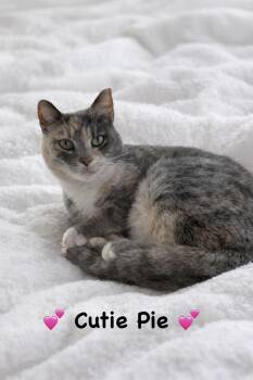Domestic Short Hair Cats Available for Adoption in Copley, Ohio - Cutie Pie | PetCurious