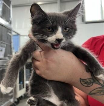 CYBORG -  Domestic Long Hair Cat for Adoption in San Bernardino, California - CYBORG | PetCurious