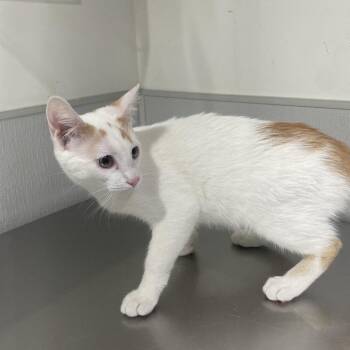 Archie -  Domestic Short Hair Cat for Adoption in Tampa, Florida - Archie | PetCurious