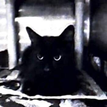 Sandy -  Domestic Medium Hair Cat for Adoption in Austin, Texas - Sandy | PetCurious