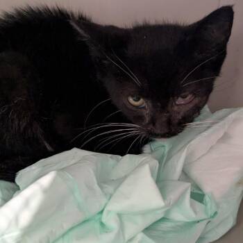 Munchkin -  Domestic Short Hair Cat for Adoption in Lynchburg, Virginia - Munchkin | PetCurious