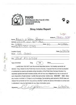 Laryn -  Domestic Short Hair Cat for Adoption in Pratt, Kansas - Laryn | PetCurious